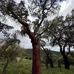 Casa De Celebrar A Vida בית נופש מונצ'יק