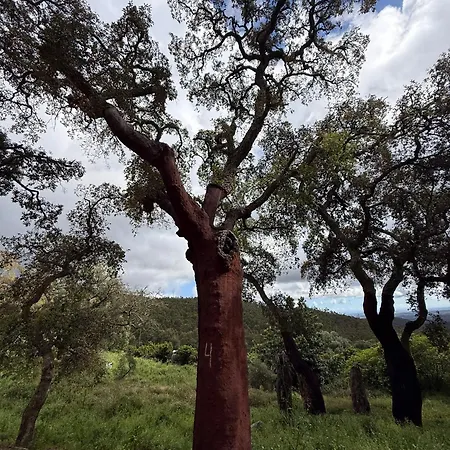 Casa De Celebrar A Vida Feriehus Monchique