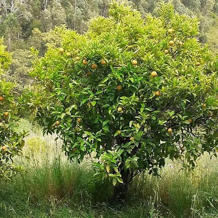 Casa De Celebrar A Vida *