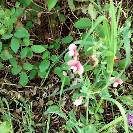 Casa De Celebrar A Vida Semesterbostad Monchique