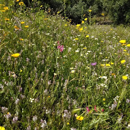 Casa De Celebrar A Vida
