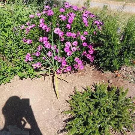 Casa De Celebrar A Vida Сasa de vacaciones Monchique