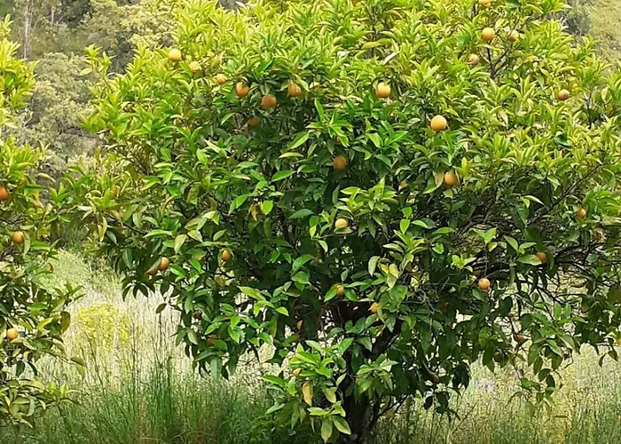 Casa De Celebrar A Vida *