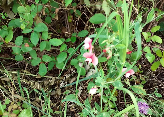 Casa De Celebrar A Vida 別荘 モンシケ