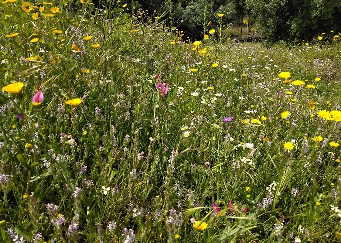 Casa De Celebrar A Vida