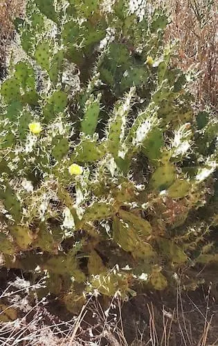 Casa De Celebrar A Vida 別荘 *