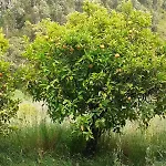 Casa De Celebrar A Vida *