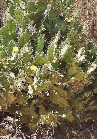 Casa De Celebrar A Vida Дом отдыха *